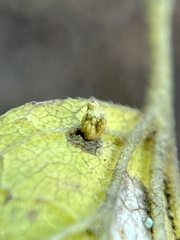 Celticecis aciculata