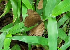 Junonia iphita