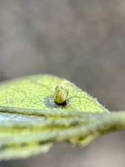 Celticecis aciculata