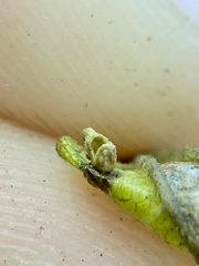 Celticecis aciculata