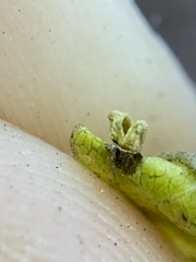 Celticecis aciculata