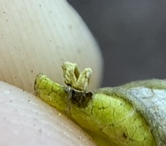 Celticecis aciculata