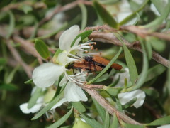 Xylobanus