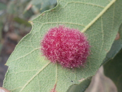 Cynips quercusnubila