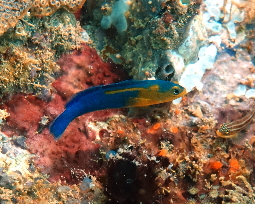 Bluebarred Dottyback