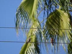 Haemorhous mexicanus