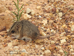 Sminthopsis macroura