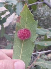 Cynips quercusnubila