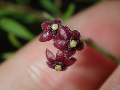 Image of Vincetoxicum barbatum by (c) Thomas Mesaglio, some rights reserved (CC BY)