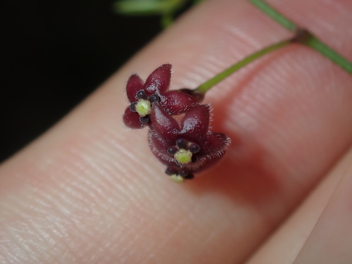 Image of Vincetoxicum barbatum by (c) Thomas Mesaglio, some rights reserved (CC BY)