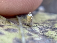 Celticecis aciculata