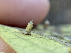 Celticecis aciculata