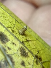 Celticecis aciculata