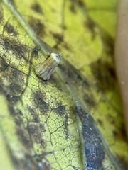 Celticecis aciculata