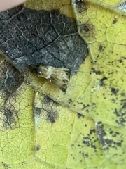 Celticecis aciculata