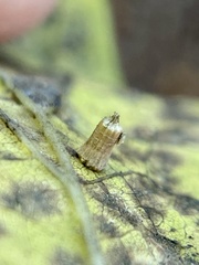 Celticecis aciculata