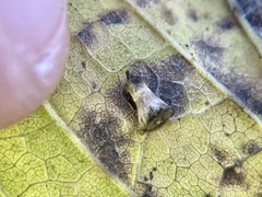 Celticecis aciculata