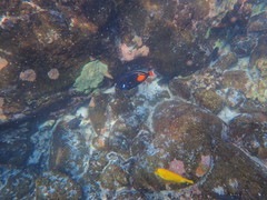 Acanthurus achilles