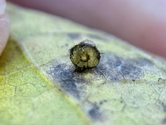 Celticecis aciculata