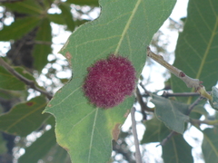 Cynips quercusnubila