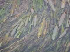 Potamogeton malaianus