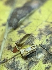 Celticecis aciculata