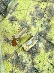 Celticecis aciculata