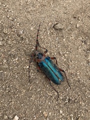 Stenaspis verticalis