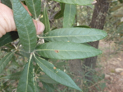 Quercus hypoleucoides