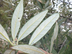 Quercus hypoleucoides