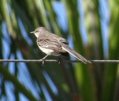 Mimus polyglottos