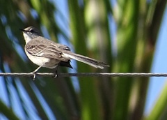 Mimus polyglottos