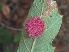 Cynips quercusnubila