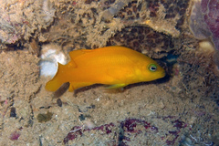 Pseudochromis fuscus