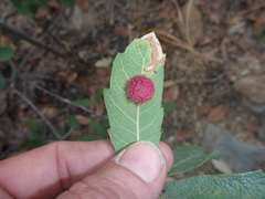 Cynips quercusnubila