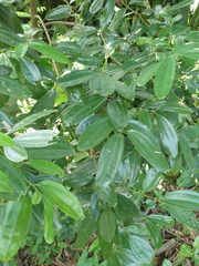 Cinnamomum iners