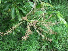 Astropanax mannii