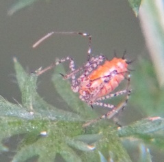 Zelus renardii