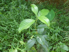 Syzygium grande
