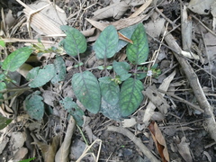 Strobilanthes reptans