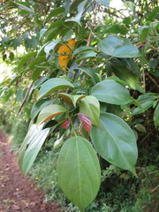 Scepocarpus trinervis