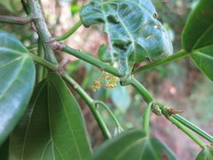 Scepocarpus trinervis