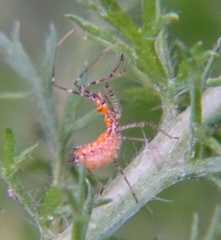 Zelus renardii