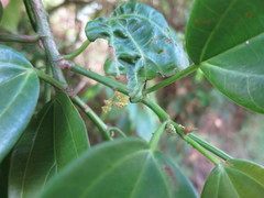 Scepocarpus trinervis