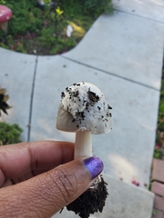 Amanita