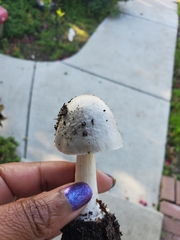 Amanita