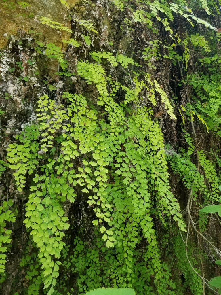 Adiantum capillus-veneris
