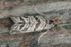 Pelochrista labyrinthicana