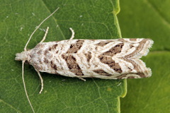 Pelochrista labyrinthicana