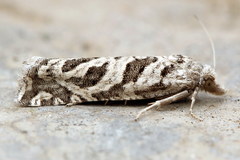 Pelochrista labyrinthicana